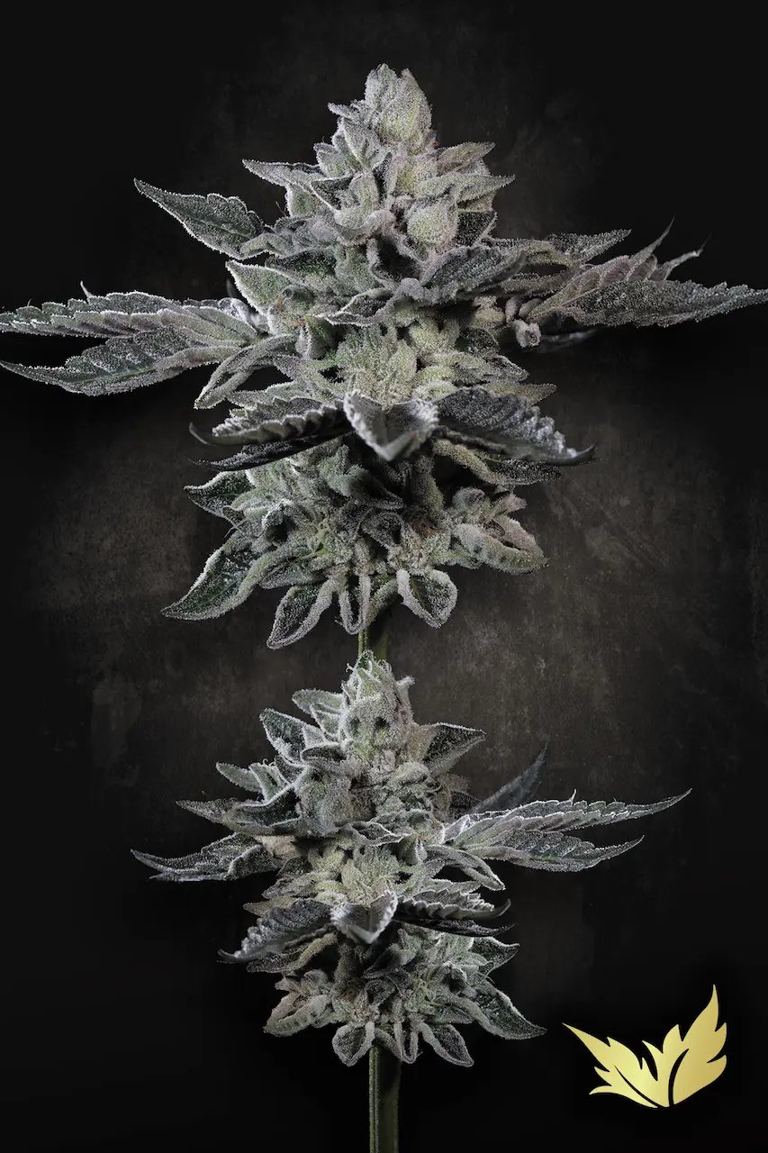 G-Force 5 St. Paradise Seeds