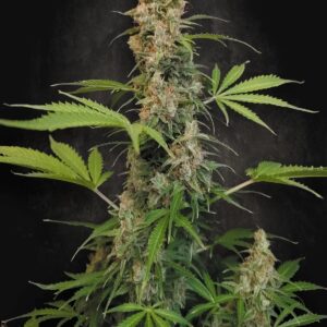 Pandora Auto 10 St. Paradise Seeds