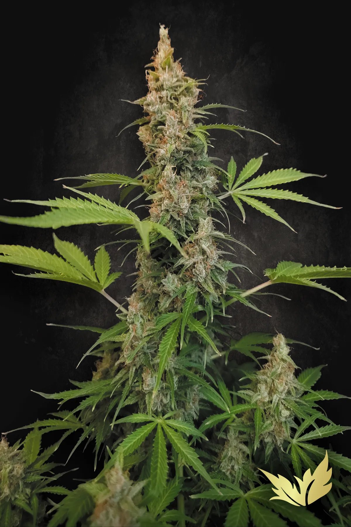 Pandora Auto 50 St. Paradise Seeds