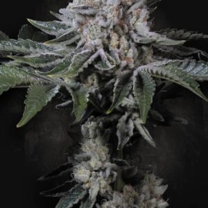 Peach Frosting 5 St. Paradise Seeds