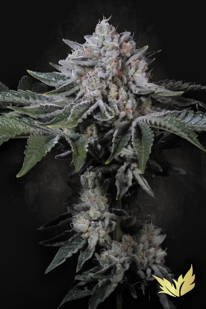 Peach Frosting 5 St. Paradise Seeds