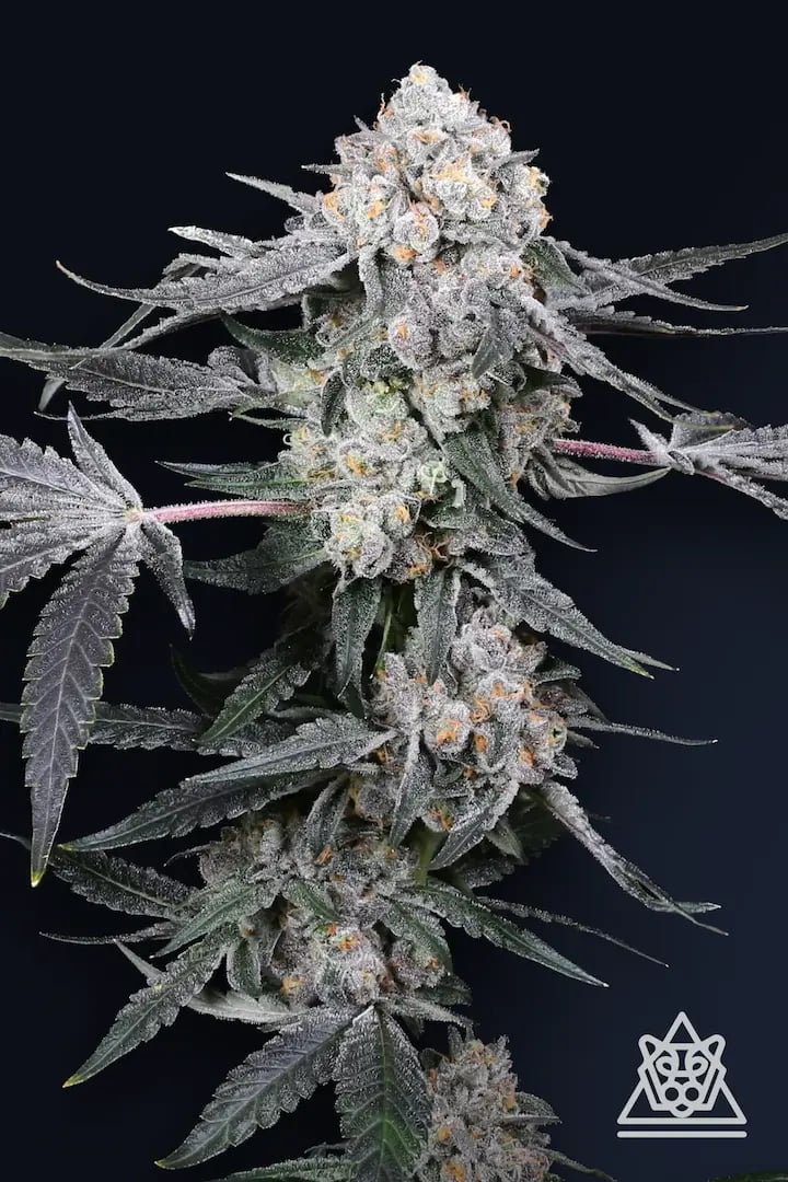 High Society 5er Compound Genetics