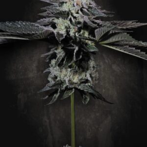 Tropicana Crush 5er Paradise Seeds