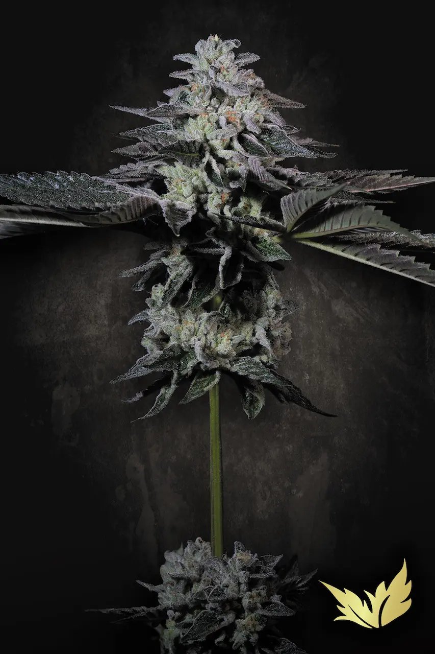 Tropicana Crush 5er Paradise Seeds