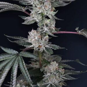 Luxar-Dos 5er Compound Genetics