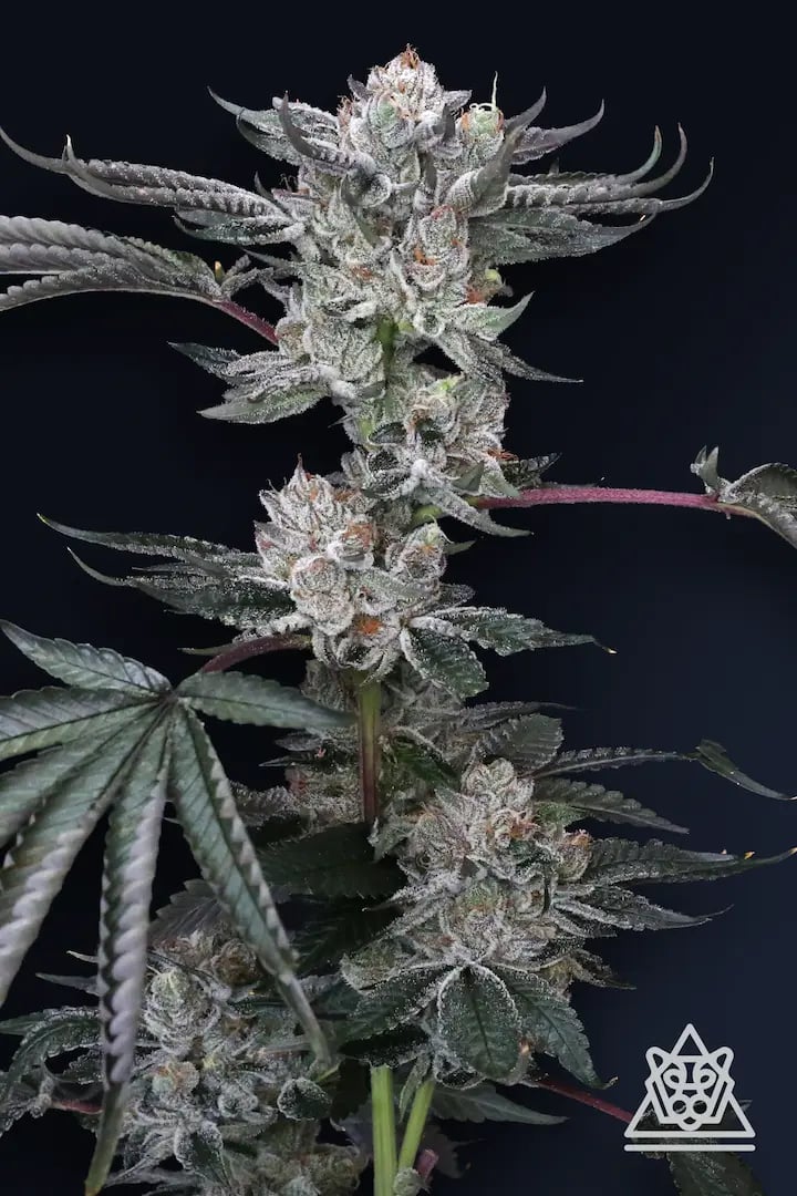 Luxar-Dos 5er Compound Genetics