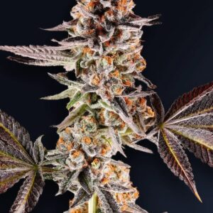 La Bomba 5er Compound Genetics