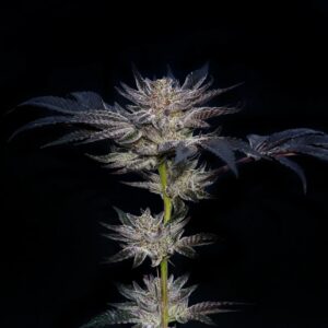 Slipstream 5er Compound Genetics