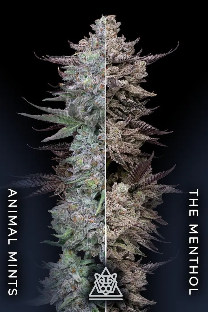 Animorph Mints 5er Compound Genetics