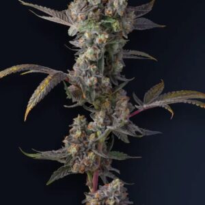 Jet Puft 5er Compound Genetics