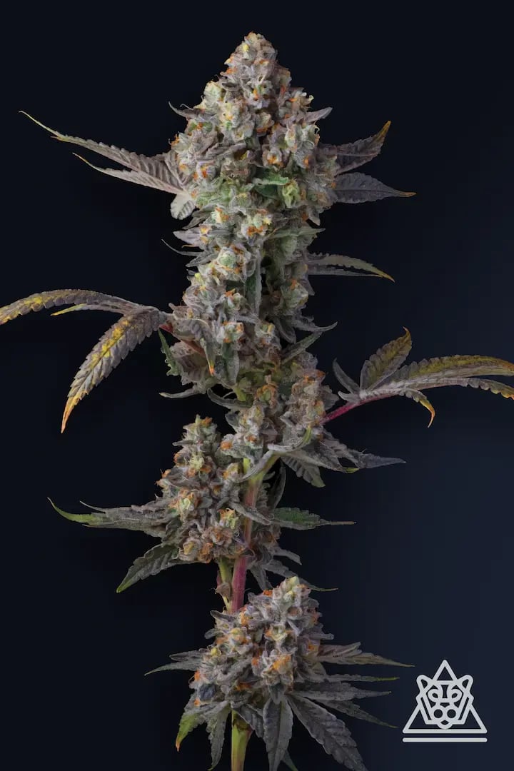 Jet Puft 5er Compound Genetics