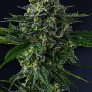 Philbo Baggins 7er Eye Candy Collection Compound Genetics