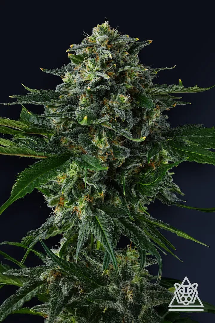 Philbo Baggins 7er Eye Candy Collection Compound Genetics