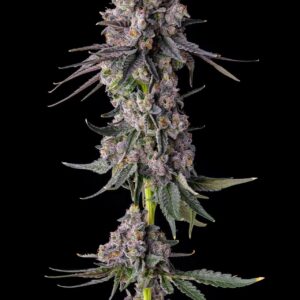 Rainbow Guavé 7er Candy Pave Collection Compound Genetics
