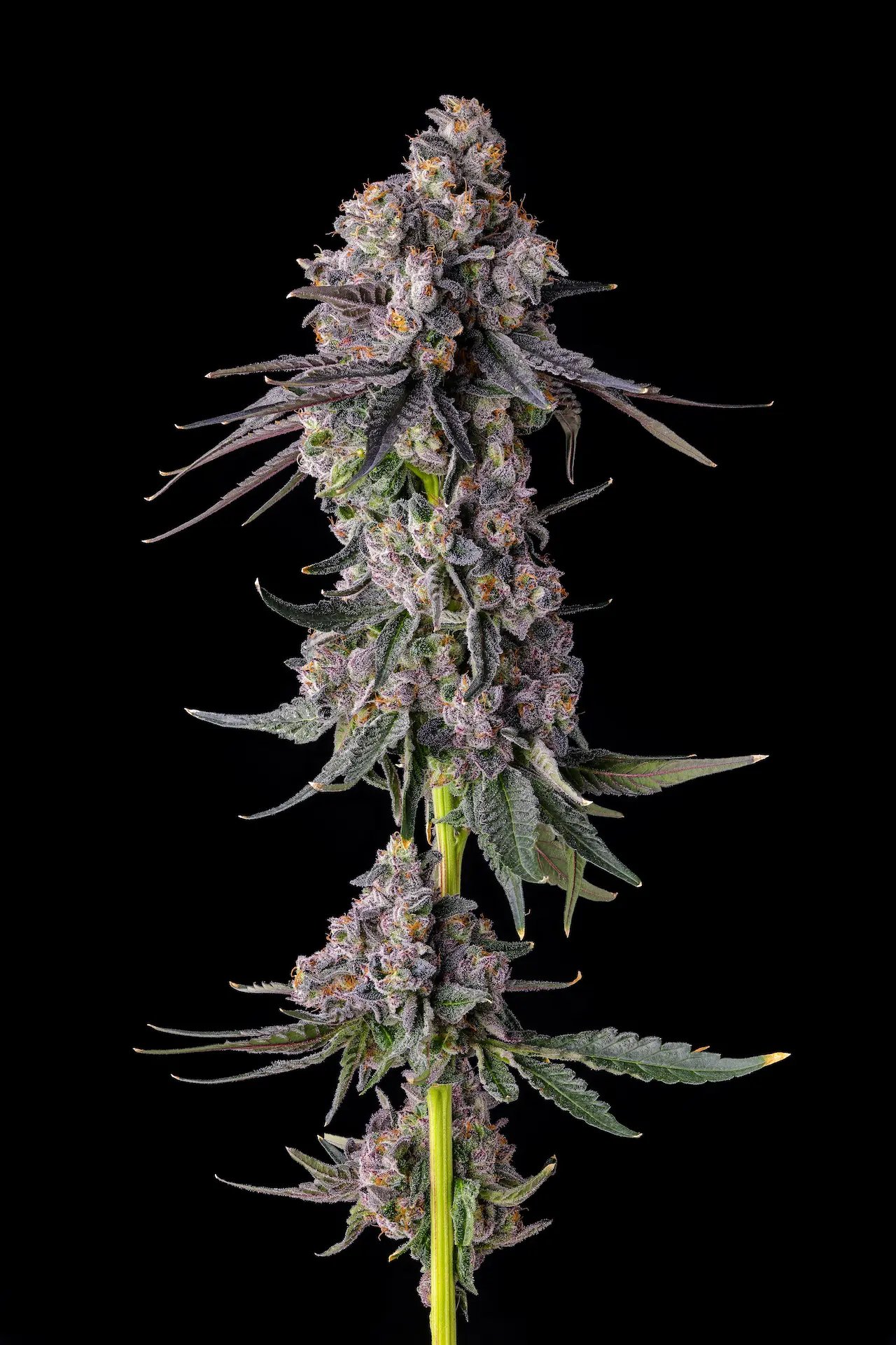 Rainbow Guavé 7er Candy Pave Collection Compound Genetics
