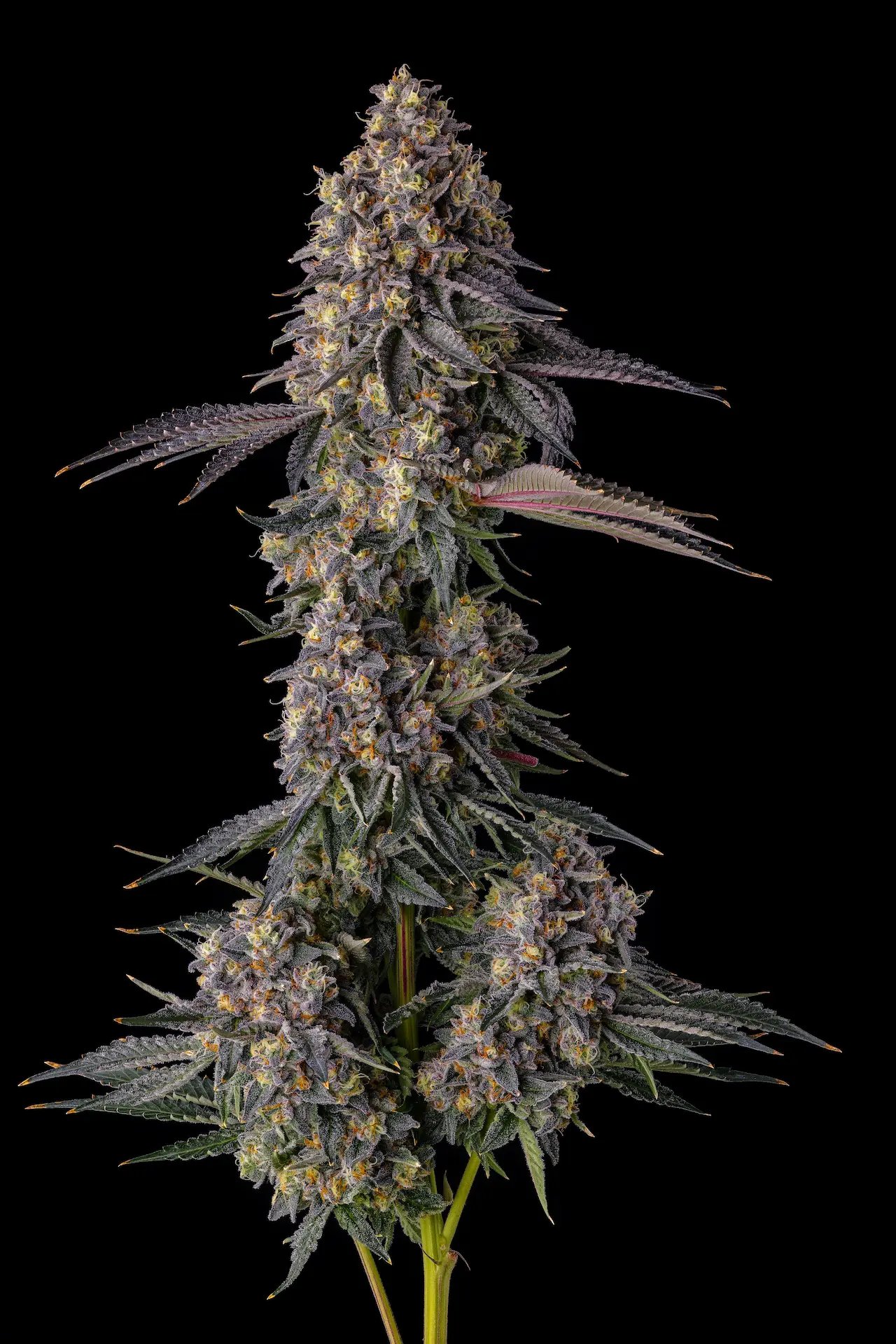 Kumamotoz 7er Candy Pave Collection Compound Genetics