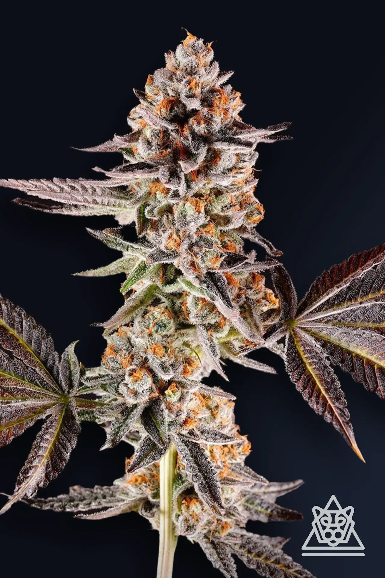 La Bomba 5er Compound Genetics