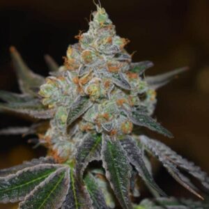 Afghan Skunk von Expert Seeds