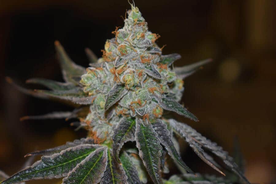 Afghan Skunk von Expert Seeds