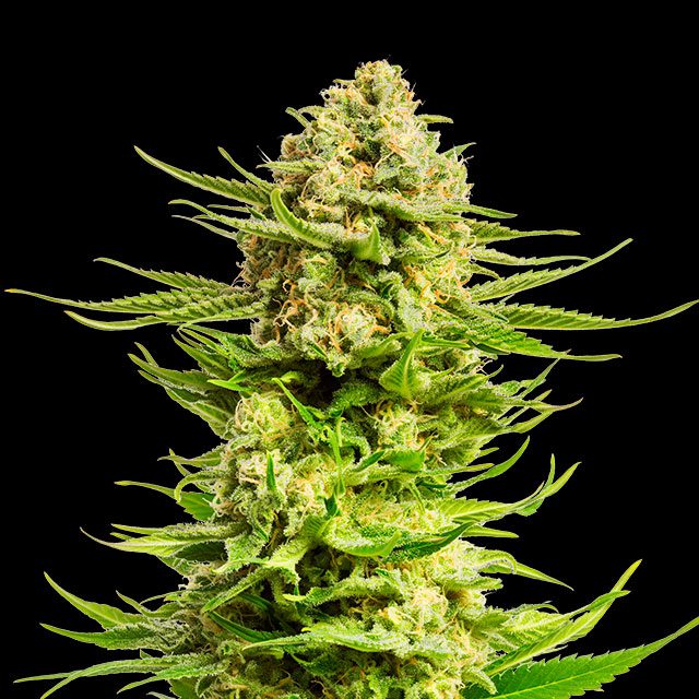 Indica Cream von Kannabia Seed Company