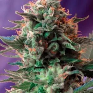 Jack 47 F1 Fast Version von Sweet Seeds