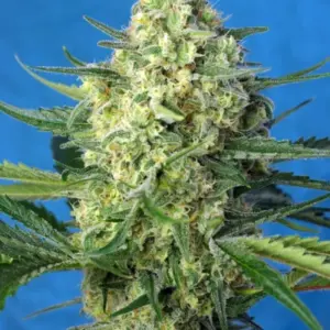 Jack 47 XL Auto von Sweet Seeds