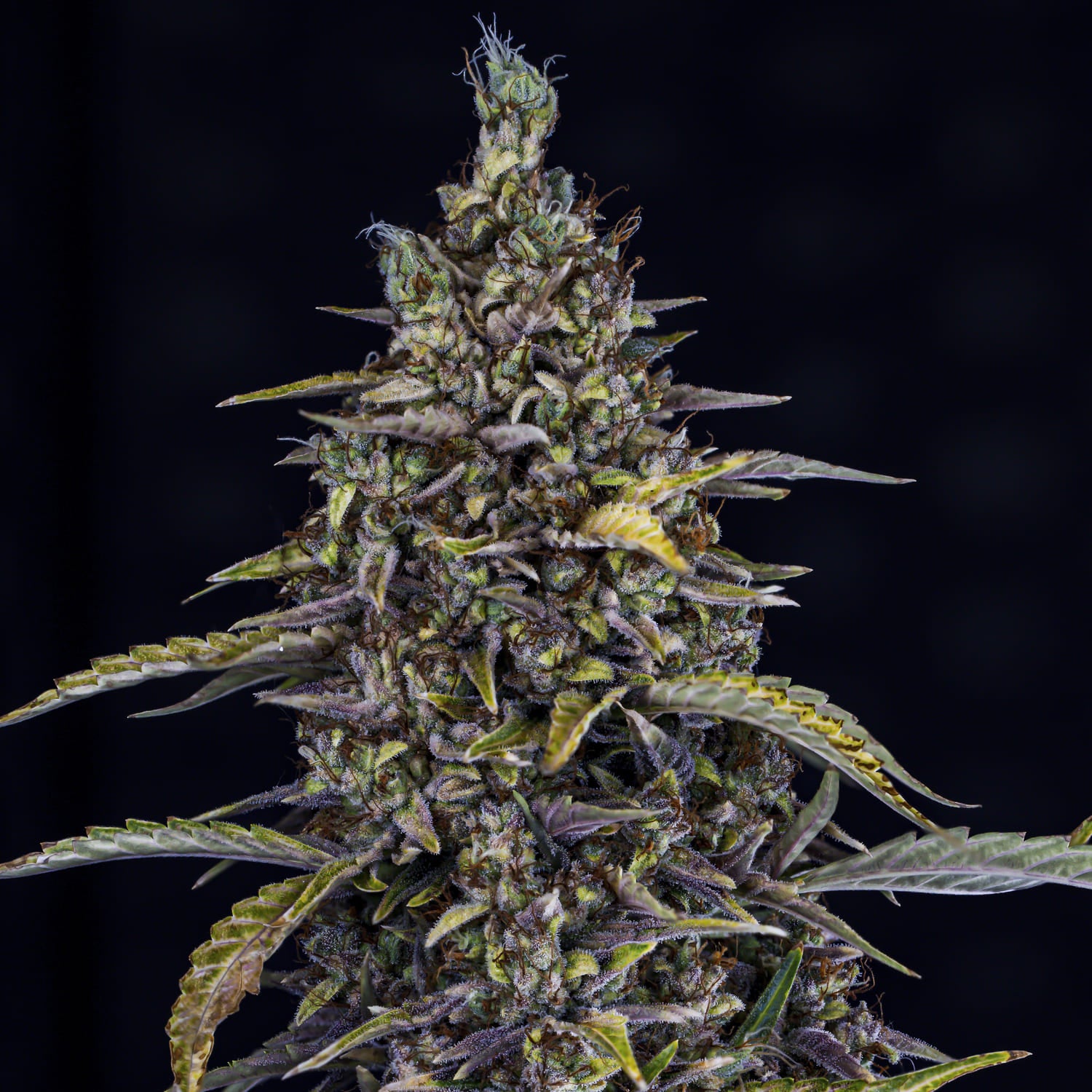 jacob's remedy 5er – mephisto genetics (autoflower samen)