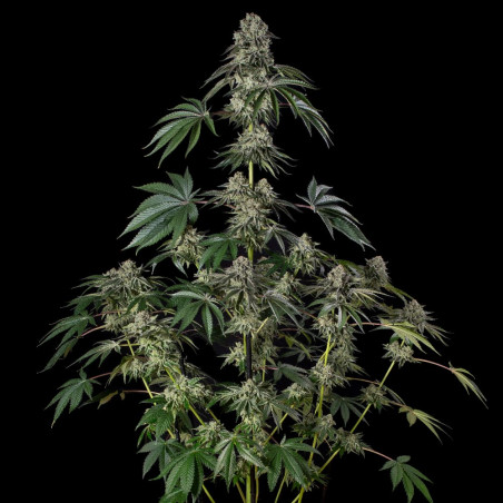 Jamaican Mountain 10er Julian Marley x Silent Seeds
