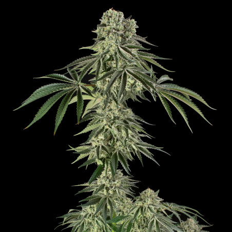 Jamaican Mountain 10er Julian Marley x Silent Seeds