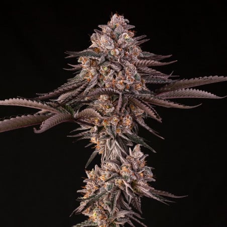 Jamaican Sunset 10er Julian Marley x Silent Seeds