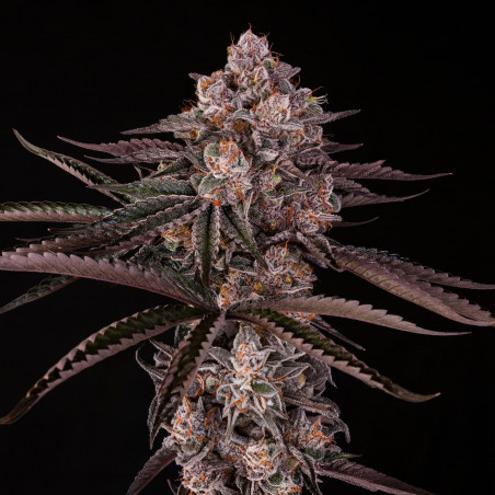 Jamaican Sunset 10er Julian Marley x Silent Seeds