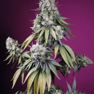 Jealousy Z XL Auto von Sweet Seeds
