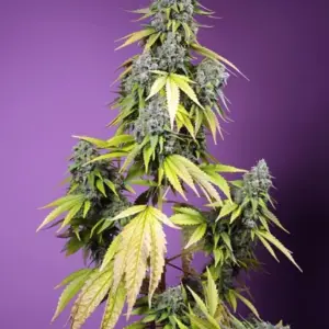 Jet Fuel Mandarine XL Auto von Sweet Seeds