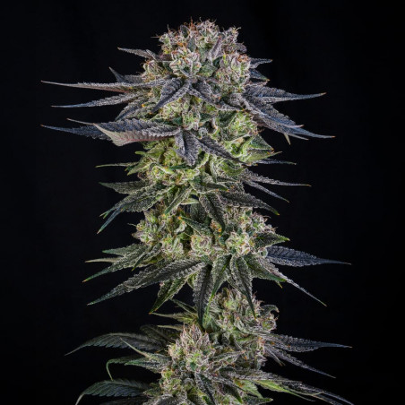 Julian Marley Special 10er Julian Marley x Silent Seeds