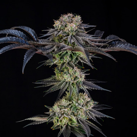 Julian Marley Special 3er – Silent Seeds x Julian Marley (feminisierte Samen)
