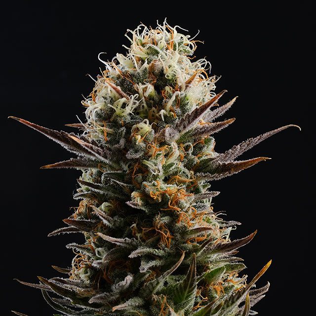 Kaboom von Kannabia Seed Company