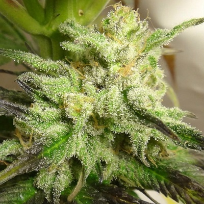 Kali China von ACE Seeds