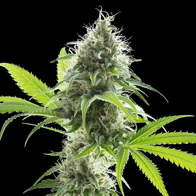 Kama Kush CBD von Kannabia Seed Company