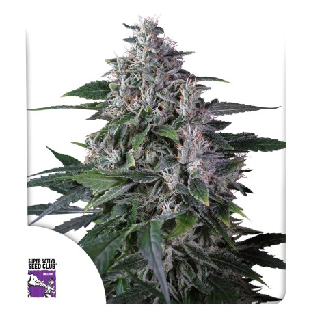 Karel's Haze von Dutch Passion
