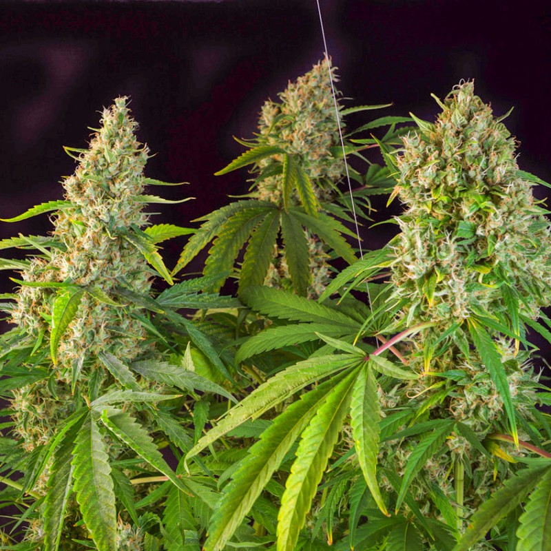 Karel's Herer Haze von Dutch Passion