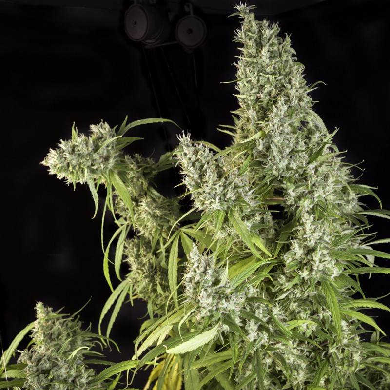 Karel's Herer Haze von Dutch Passion