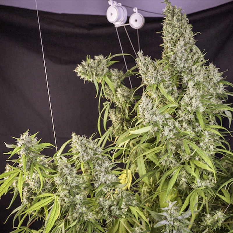 Karel's Herer Haze von Dutch Passion