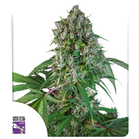 Karel's Herer Haze von Dutch Passion