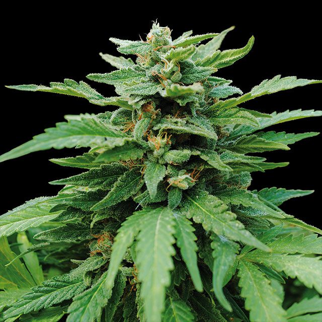 Karibbean Mango von Kannabia Seed Company