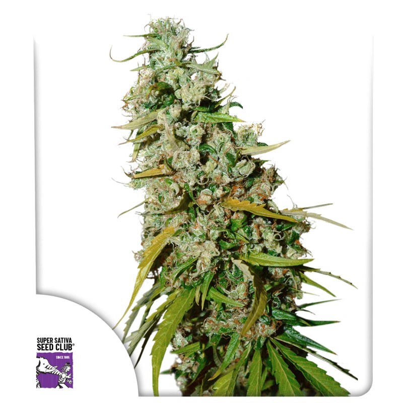 Kees' Old School Haze von Dutch Passion