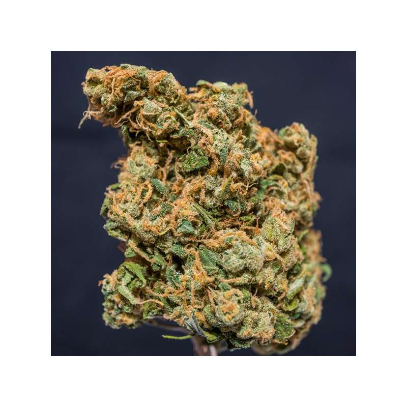 Kees' Old School Haze von Dutch Passion