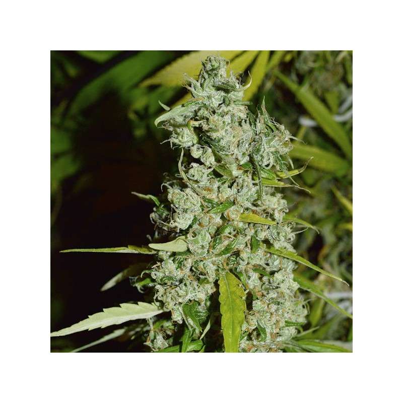 Kees' Old School Haze von Dutch Passion