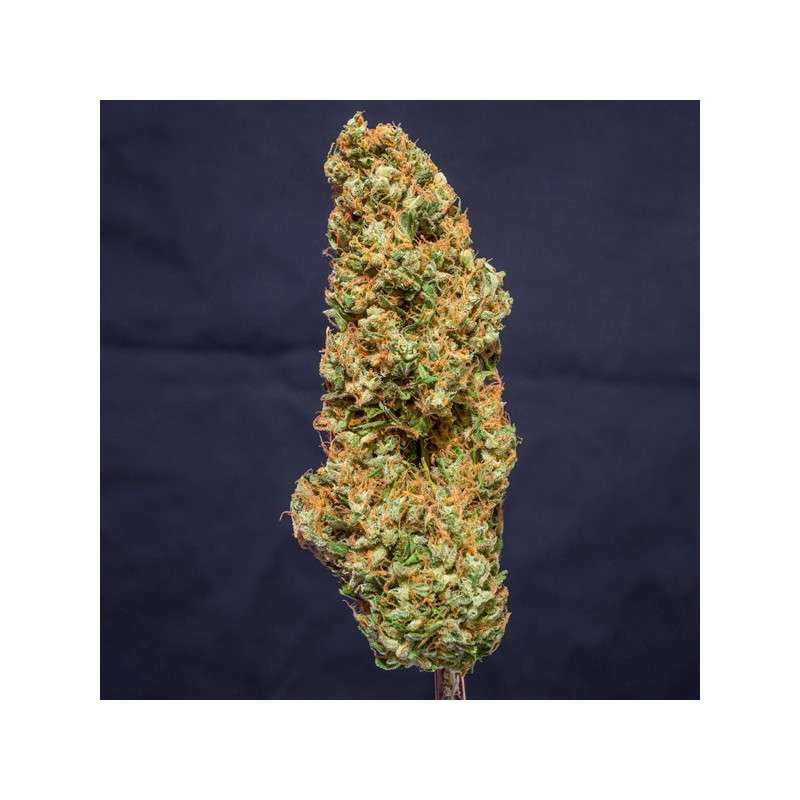 Kees' Old School Haze von Dutch Passion