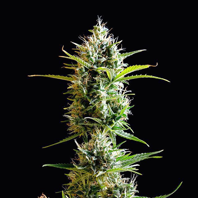 Kickass Auto von Kannabia Seed Company