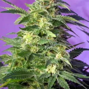 Killer Kush Auto von Sweet Seeds